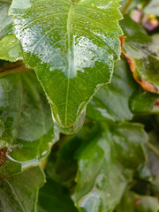 leaf with water drops