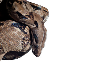 Obraz premium Ular Sanca or Malayopython reticulatus Snake