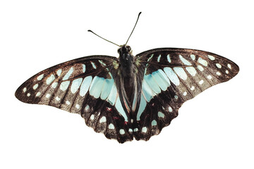 A Blue Wing Butterfly Graphium Doson