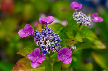 額紫陽花のクローズアップ