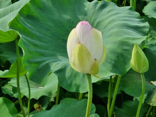 lotus and flower
