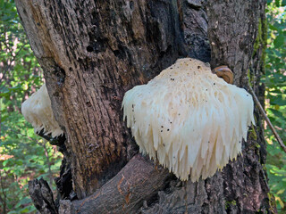 Hericium erinaceus or Lion's Mane Mushroom useful in herbal medicine Wild Wood Fungus with big slug on tree bark © Eugene