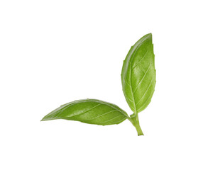 Fresh green basil leaves isolated on white