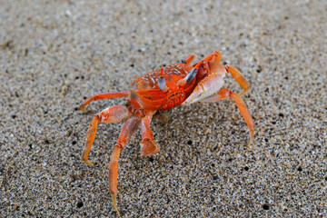 caribe crab