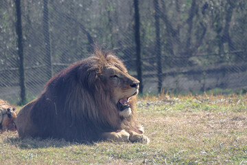 あくびをするオスライオン lion
