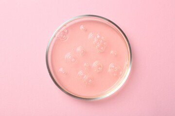 Petri dish with liquid sample on pink background, top view