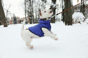 Cute Jack Russell Terrier on snow in park