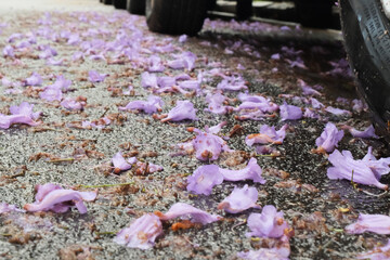 Fallen jacarandi petals on the city pavement