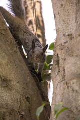 Squirrel climbing on a tree branch in a park Lima Peru