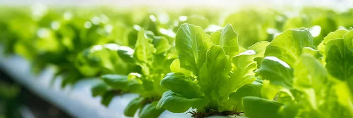 Gordijnen close-up of fresh and green salad on the ground at an organic farm.Organic food production concept © Margo_Alexa