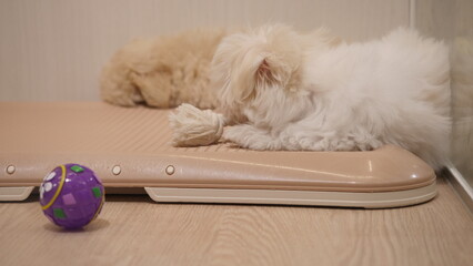子犬
