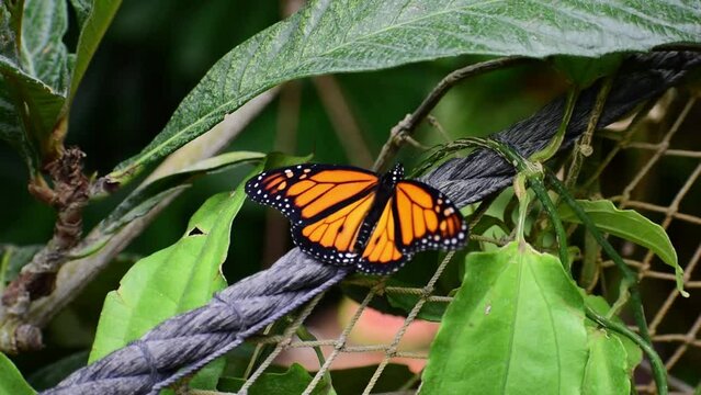 A monarch butterfly (Danaus plexippus) during migration in Mexico