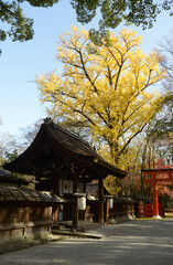 秋の下鴨神社　可愛神社のイチョウの黄葉　京都市左京区