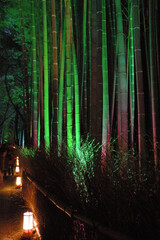 Fototapeta premium The bamboo forest lit up @Arashiyama.Kyoto / ライトアップされる京都の竹林小径 @嵯峨野嵐山エリア