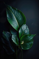 Beautiful leaves on a dark background, minimalist, natural texture, high definition photo - obrazy, fototapety, plakaty