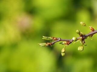 果樹　プルーンのつぼみ
