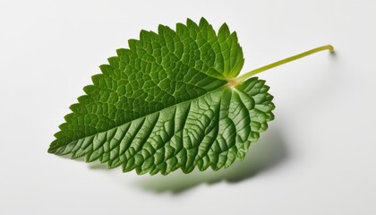A leaf with a green stem