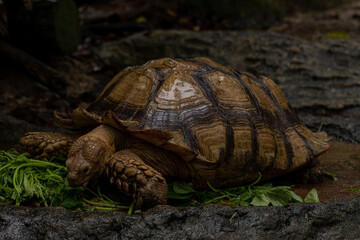 Obraz premium Close up African spurred tortoise eating, Slow life