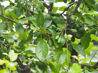 果樹　まだ青いプルーンの果実