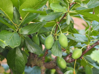 果樹　まだ青いプルーンの果実