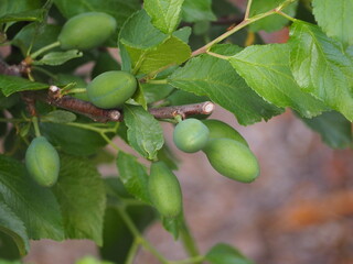 果樹　まだ青いプルーンの果実