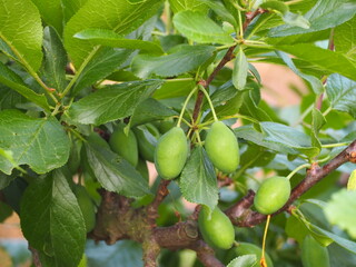 果樹　まだ青いプルーンの果実
