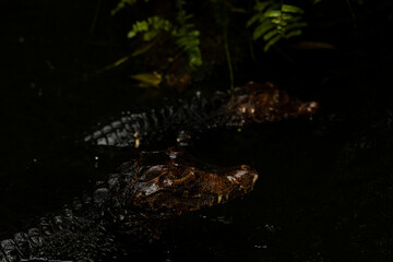 Portrait of the two Caimans over dark background on a rainy day