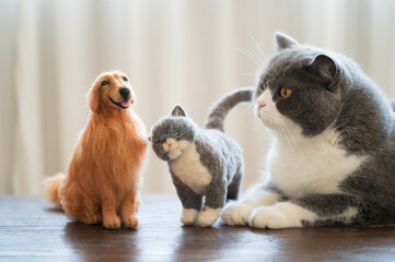 Naklejka na ściany i meble British shorthair cat lying next to cat and dog dolls