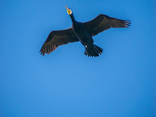 青空バックに飛翔するカワウ