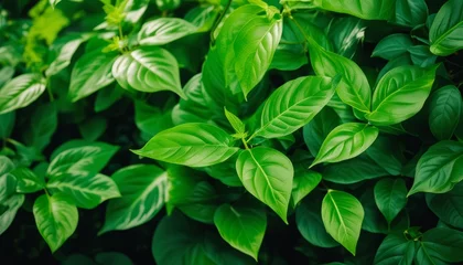 Fotobehang A green plant with large leaves © vivekFx