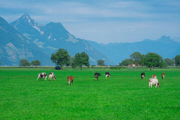 Cow on lawn. Cow grazing on green meadow. Holstein cow. Eco farming. Cows in a mountain field. Cows...
