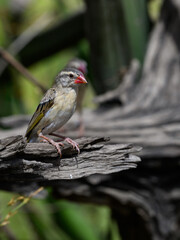 Red-billed Quelea on snag in Tanzania