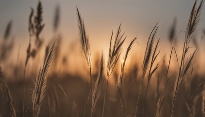 Fototapeta premium A field of tall grass with the sun setting in the background