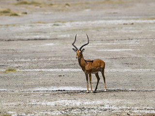 Impala standing on dry pond in Tanzania