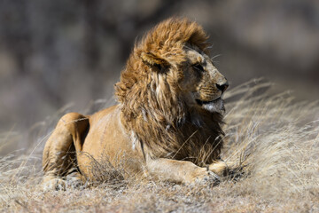 Male lion resting in savannah of Tanzania in early morning, closeup portrait