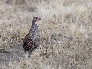 Yellow-necked Francolin Spurfowl standing on dry grass in savannah of Tanzania 