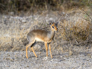 Kirk's dik-dik walking in savannah of Tanzania in early morning