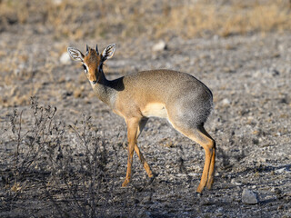 Kirk's dik-dik walking in savannah of Tanzania in early morning