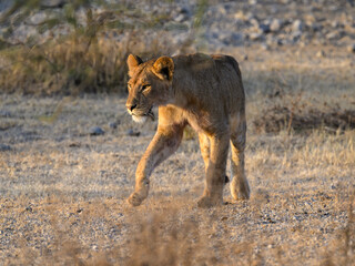 Young female lion walking in savannah of Tanzania in early morning