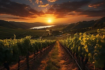 Fototapeten the beauty of the vineyards at sunset © Green