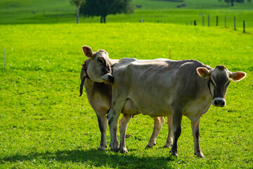 Cow in the meadow in the mountains. Brown cow on a green pasture. Cows herd in a green field. Alpine meadow with cows, Alps mountains Switzerland. Cows frisian holstein in a pasture.