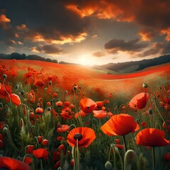 Fototapeta na wymiar poppy field in the sunset
