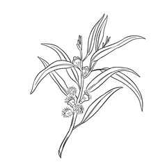 eucalyptus plant handdrawn illustration