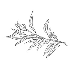 eucalyptus plant handdrawn illustration