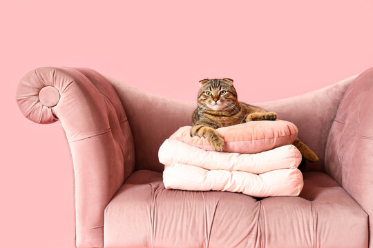 Striped Scottish fold cat with soft cushions on sofa against pink background