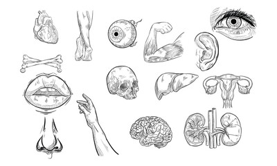 human anatomy handdrawn collection