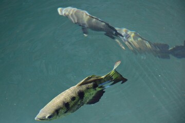 Three archer fish swimming in a river. The details of one fish are clearly visible, including the spots along his side. The other two are blurred by movement and the depth of the water.