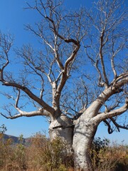 The trunk of a baobab tree has split, so it appears to be two trees which are hugging one another. The branches are bare. Behind it is a deep blue sky, and it is surrounded by scrub.