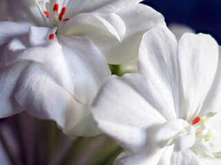 bright white geranium flowers in a pot on the windowsill