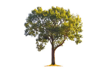 Big tree with beautiful shape on a white background.